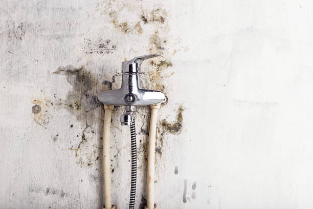 Best Commercial Mold Removal  in Stratford, NJ
