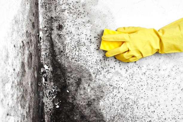 Crawl Space Mold Removal in Stratford, NJ