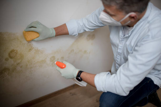 Best Fast Mold Removal  in Stratford, NJ