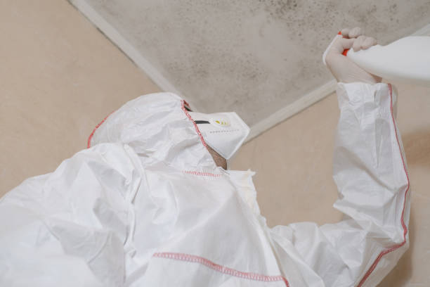 Best Same-Day Mold Removal  in Stratford, NJ