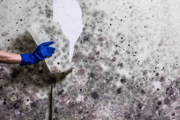 Best Mold Remediation  in Stratford, NJ