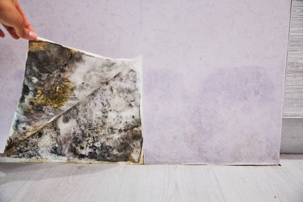 Best Black Mold Removal  in Stratford, NJ